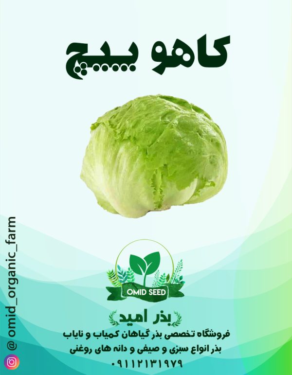 بذر کاهو پیچ سالادی GS فرانسوی - تصویر 1