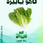 بذر کاهو رسمی امریکایی