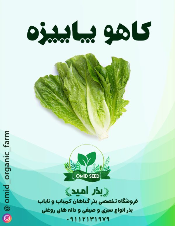 بذر کاهو رسمی امریکایی - تصویر 1