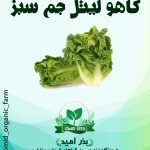 بذر کاهو لیتل جم سبز (مینیاتوری)