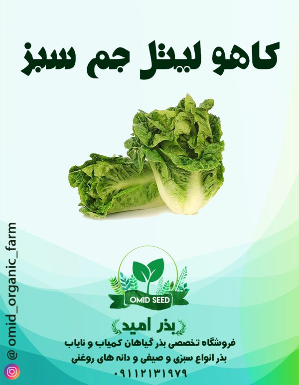بذر کاهو لیتل جم سبز (مینیاتوری) - تصویر 1