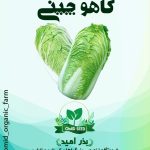 بذر کاهو چینی ساکاتا