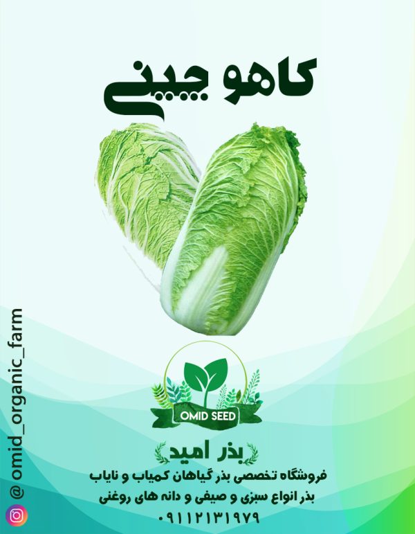 بذر کاهو چینی ساکاتا - تصویر 1