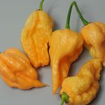 بذر فلفل California Reaper