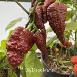 بذر فلفل 7Pot big black mama