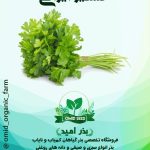 بذر گشنیز ایرانی زر