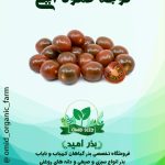 بذر گوجه گیلاسی قهوه ایی