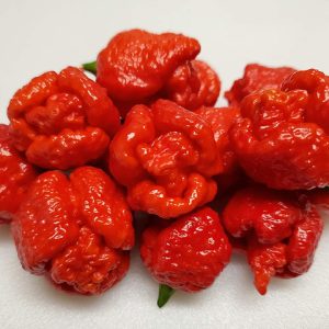 بذر فلفل Trinidad Scorpion Red