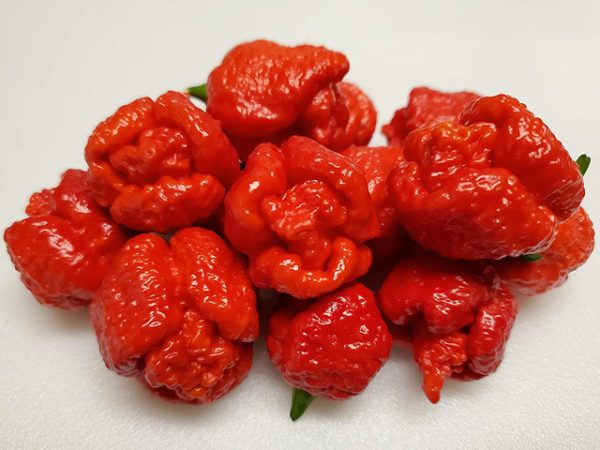 بذر فلفل Trinidad Scorpion Red - تصویر 1