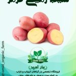 1سیب زمینی پوست قرمز