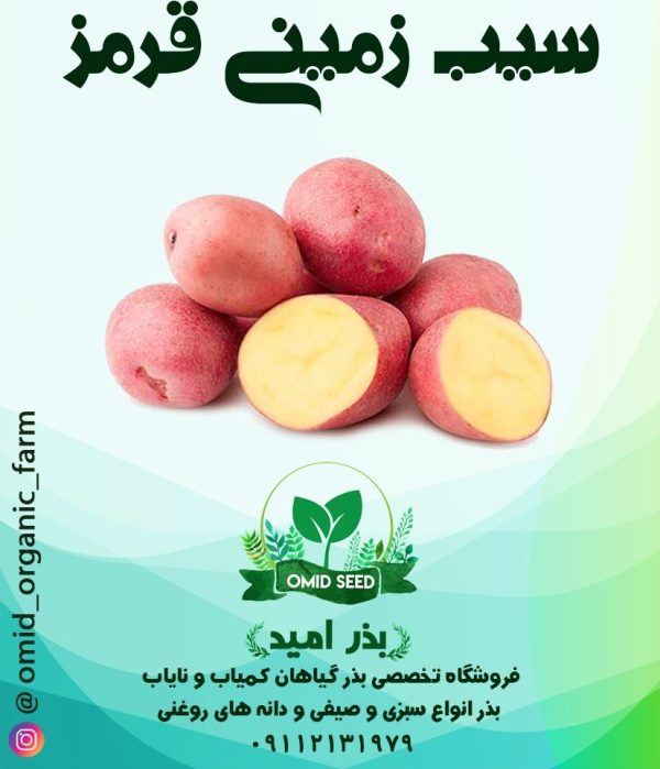 سیب زمینی پوست قرمز - تصویر 1