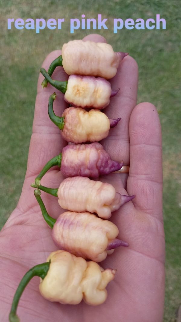 بذر فلفل Reaper Pink Peach - تصویر 1