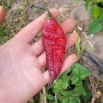 بذر فلفل Redgum Nagabrain Tiger