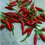 بذر فلفل Tiny red