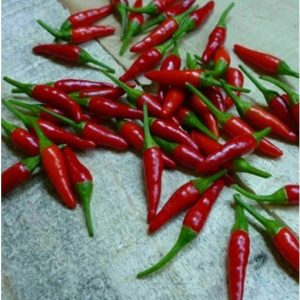 بذر فلفل Tiny red