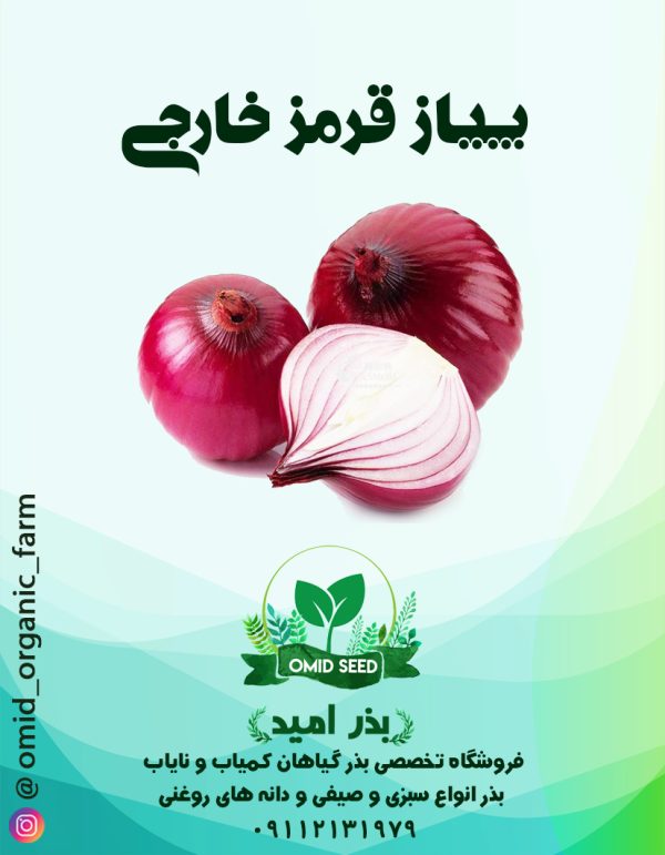 بذر پیاز خارجی قرمز - تصویر 1