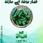 بذر خیار قلمی هیبرید جنتو