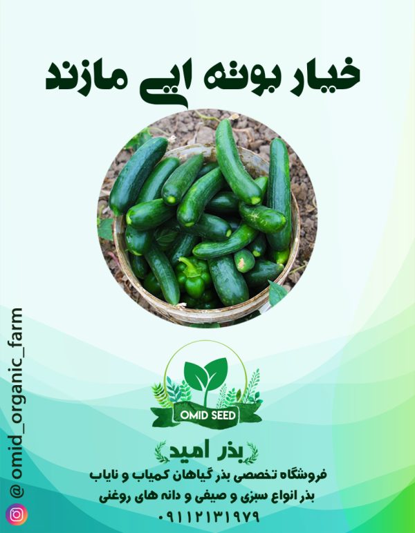 بذر خیار قلمی مازند - تصویر 1