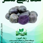 سیب زمینی بنفش