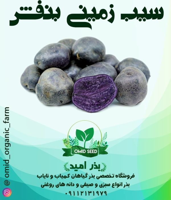 سیب زمینی بنفش - تصویر 1