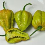 بذر فلفل Bhutlah Mustard SLP