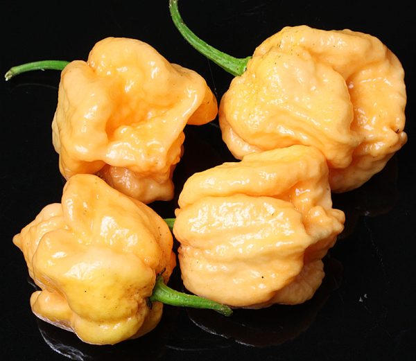 بذر فلفل C22 peach - تصویر 1