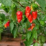 بذر فلفل Jabba The Hutt X Bhut Jolokia Red