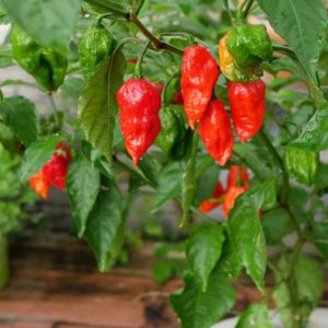 بذر فلفل Jabba The Hutt X Bhut Jolokia Red
