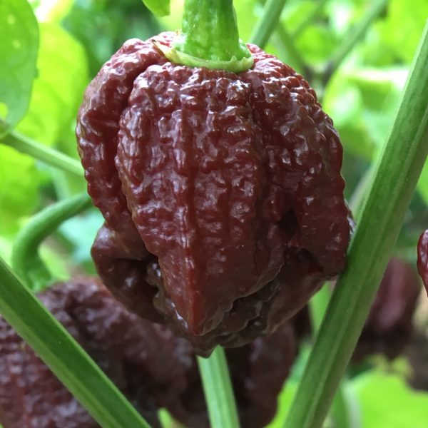 بذر فلفل 7pot Brain strain purple long chocolate - تصویر 1