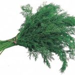 بذر شوید روسی ( مقاوم به سرما )