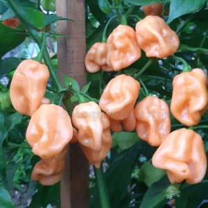 بذر فلفل Habanero peach