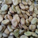 بذر باقلا محلی  ( دانه درشت )