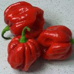 بذر فلفل Habanero Red