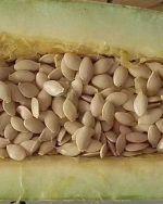 بذر کدو آجیلی گوشتی ( دانه درشت ) - تصویر 2