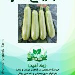بذر کدو خورشتی سبز هیبرید سمنیس ( تک گل )