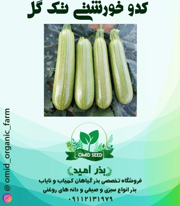 بذر کدو خورشتی سبز هیبرید ( تک گل ) - تصویر 1