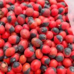 بذر بذر گیاه چشم خروس