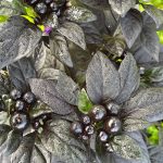 بذر فلفل Black Pearl