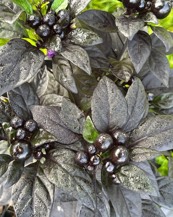 بذر فلفل Black Pearl - تصویر 1