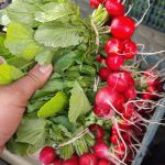 بذر تربچه نقلی استاندارد GS