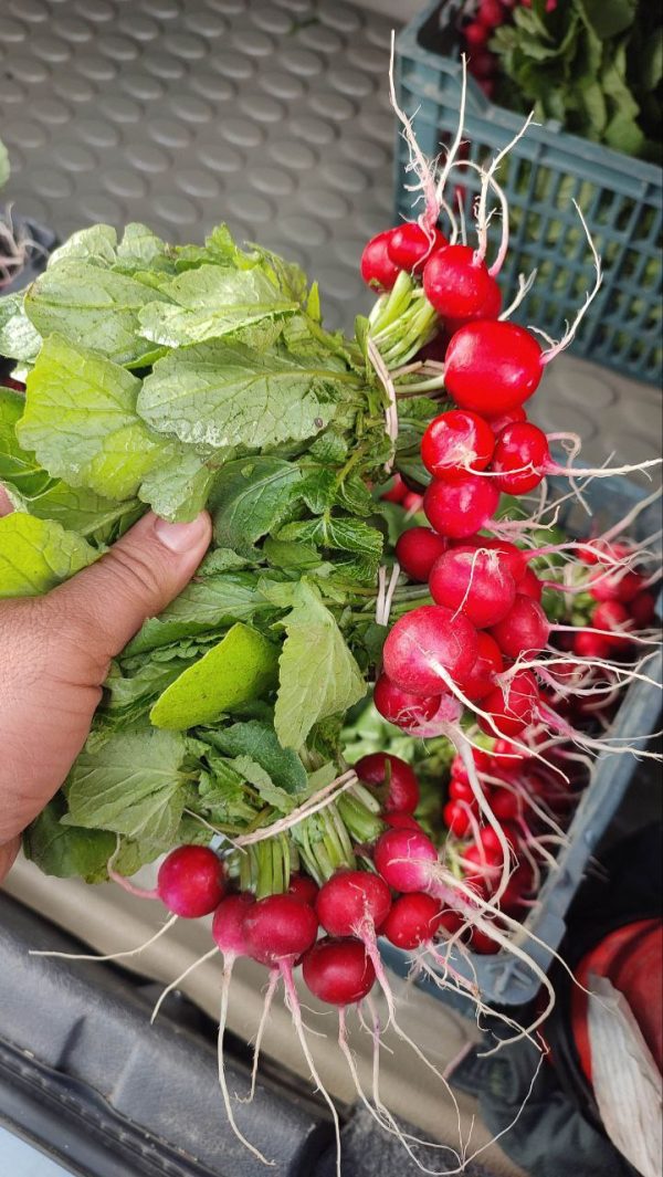 بذر تربچه نقلی استاندارد GS - تصویر 1