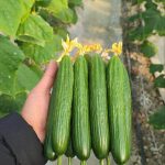 بذر خیار گلخانه ایی ناگین ( سفارش اروپا )