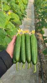 بذر خیار گلخانه ایی ناگین ( سفارش اروپا )