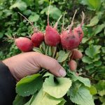 بذر تربچه نقلی استاندارد ویکیما