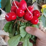 بذر تربچه نقلی هیبرید هلندی