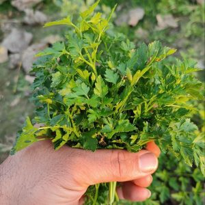 بذر جعفری محلی ( برگ ریز )