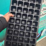 سینی نشا یک بار مصرف 50 حفره ( 5 عدد )