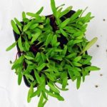 بذر میکرو گرین چغندر