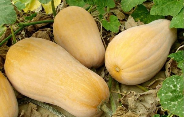 بذر کدو حلوایی ثمین - تصویر 1