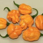 بذر فلفل Scotch Bonnet MOA
